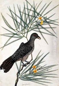 Taja Walie, from 'Drawing of Birds from Malacca', c.1805-18 by Anonymous Artist