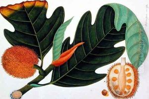 Trab or Artocarpus incesses, from 'Drawings of Plants from Malacca', c.1805-18 by Anonymous Artist