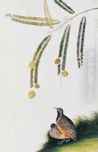 Quails, Booah Malacca, Boorong Poo-eeoh, from 'Drawings of Birds from Malacca', c.1805-18