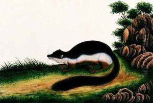 Toopay ching Kedwa Pedam, from 'Drawings of Animals, Insects and Reptiles from Malacca', c.1805-18