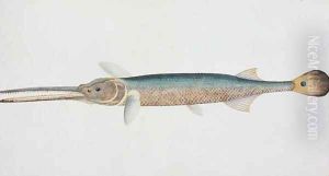 Eekan Todak, from 'Drawings of Fishes from Malacca', c.1805-18