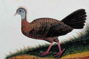 Exotic Bird, from 'Drawings of Birds from Malacca', c.1805-18 (8) by Anonymous Artist