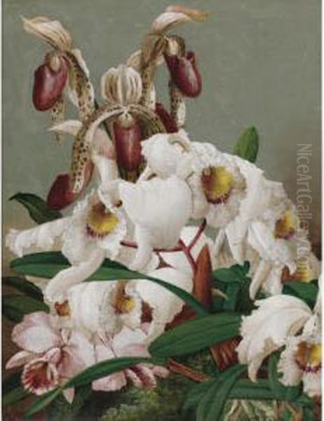 Orchids - view 1