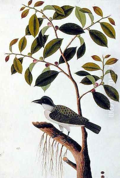 Poko Jabie Jabie, Boorong Sie-aras, from 'Drawings of Birds from Malacca', c.1805-18 - view 1