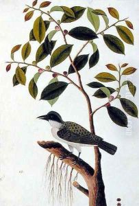 Poko Jabie Jabie, Boorong Sie-aras, from 'Drawings of Birds from Malacca', c.1805-18 by Anonymous Artist