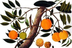 Booah Jebba, from 'Drawings of Plants from Malacca', c.1805-18 by Anonymous Artist