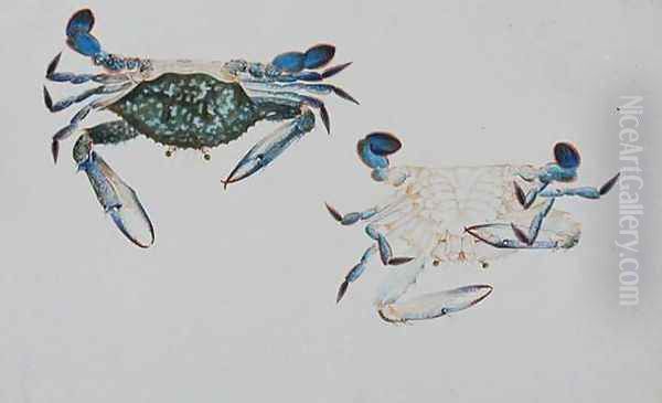 Ketam Rinyong, from 'Drawings of Animals, Insects and Reptiles from Malacca', c.1805-18 - view 1