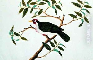 Rambootan Boorong Perling Jantan, from 'Drawings of Birds from Malacca', c.1805-18 by Anonymous Artist