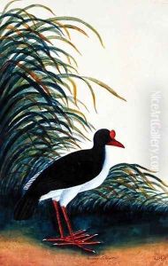 Boorong Tetioot, from 'Drawings of Birds from Malacca', c.1805-18