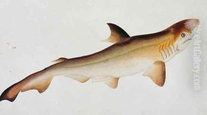 Shark, Eekan Ee-oo, from 'Drawings of Fishes from Malacca', c.1805-18 Shark, Eekan Ee-oo, from 'Drawings of Fishes from Malacca', c.1805-18