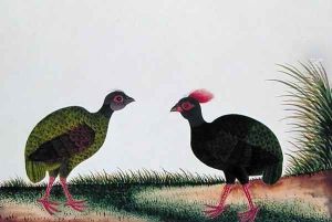 The Hen and the Cock, Sie-ole, from 'Drawings of Birds from Malacca', c.1805-18