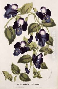 Torenia Asiatica pulcherrima, from 'Horto Van Houtteano' by Louis van Houtte by Anonymous Artist