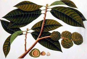 Brangam or Malay Chestnut, from 'Drawings of Plants from Malacca', c.1805-18 by Anonymous Artist