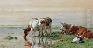 Koeien Aan De Waterkant In Zomers Polderlandschap