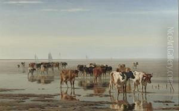 Cattle On The Beach At Low Tide - view 1