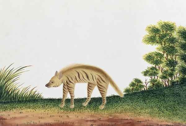 Hyena, from 'Drawings of Animals, Insects and Reptiles from Malacca', c.1805-18 - view 1