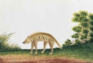 Hyena, from 'Drawings of Animals, Insects and Reptiles from Malacca', c.1805-18 by Anonymous Artist