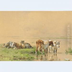 Cattle Resting And Watering