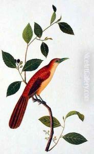 Boorong Seliah, from 'Drawings of Birds from Malacca', c.1805-18