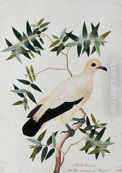 Melabeuca, Poke Glam, Boorong ra-ooah ra-ooah, from 'Drawings of Birds from Malacca', c.1805-18 - view 1