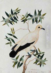 Melabeuca, Poke Glam, Boorong ra-ooah ra-ooah, from 'Drawings of Birds from Malacca', c.1805-18 by Anonymous Artist