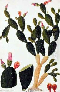 Liedah Badah, Cardasse Cochenille, from 'Drawings of Plants from Malacca', c.1805-18 by Anonymous Artist