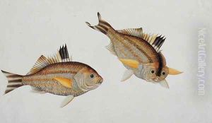 Eekan King-kerong, from 'Drawings of Fishes from Malacca', c.1805-18