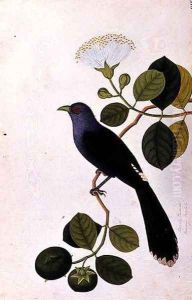Booah Piedada, Boorong Boobote, from 'Drawings of Birds from Malacca', c.1805-18 by Anonymous Artist