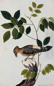 Boorong Klato, from 'Drawings of Birds from Malacca', c.1805-18 by Anonymous Artist