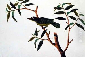 Bird in a Tree, from 'Drawings of Birds from Malacca', c.1805-18 by Anonymous Artist