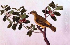 Boorong Koonjit Koonjit, from 'Drawings of Birds from Malacca', c.1805-18 by Anonymous Artist