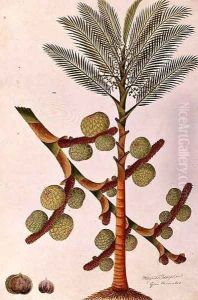 Sago, from 'Drawings of Plants from Malacca', c.1805-18 by Anonymous Artist