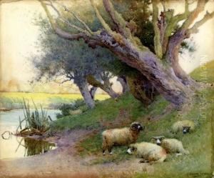 Sheep On A River Bank