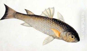 Eekan Siebaroo, from 'Drawings of Fishes from Malacca', c.1805-18