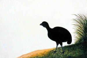 Exotic Bird, from 'Drawings of Birds from Malacca', c.1805-18 (3) by Anonymous Artist