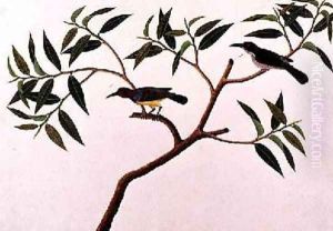 Humming Bird, Boorong cherichap, from 'Drawings of Birds from Malacca', c.1805-18 by Anonymous Artist
