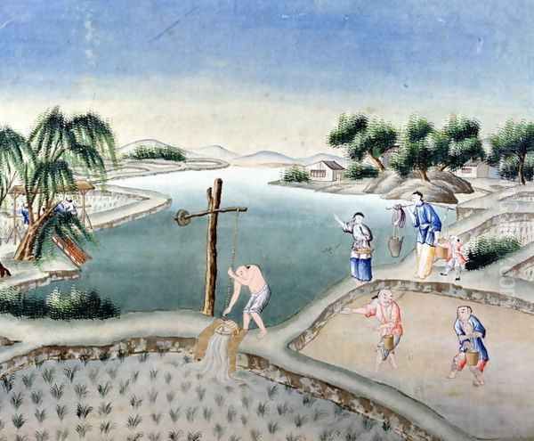 Rice Fields - view 1