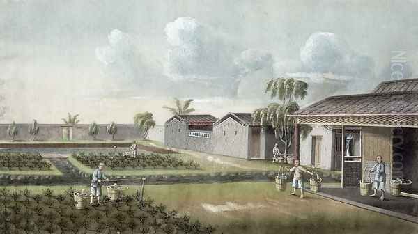 Watering tea plants - view 1