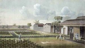 Watering tea plants by Anonymous Artist