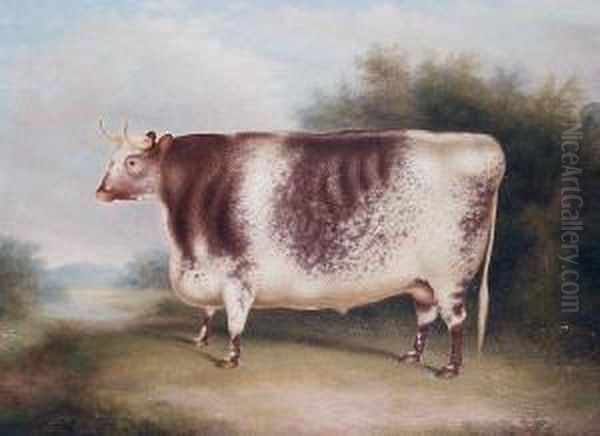 A Shorthorn Bull In An Open Landscape - view 1