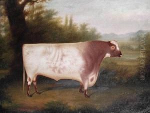 An Ayrshire Bull In A Landscape