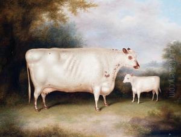 A White Cow And Calf In An Openlandscape - view 1