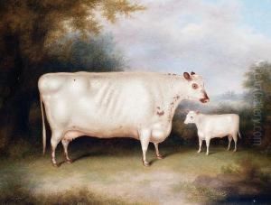 A White Cow And Calf In An Openlandscape