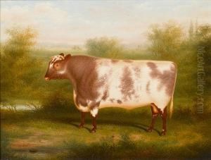 The Shorthorn 'duke Of Northumberland'