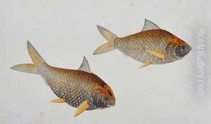 Eekan Troobole, from 'Drawings of Fishes from Malacca', c.1805-18 by Anonymous Artist