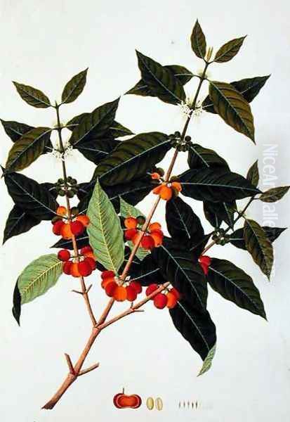 Coffee, from 'Drawings of Plants from Malacca', c.1805-18 - view 1