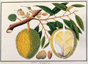 Doorean or Durio Hercorae, from 'Drawings of Plants from Malacca', c.1805-18 by Anonymous Artist
