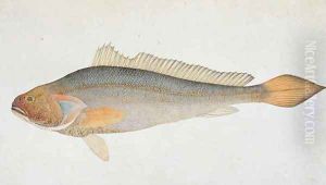 Eekan Slampay, from 'Drawings of Fishes from Malacca', c.1805-18