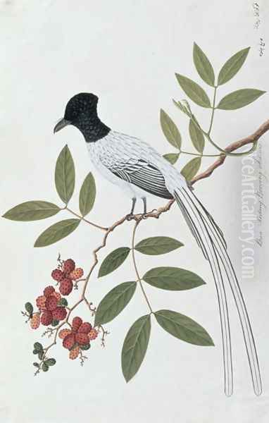 Bua Redang Boorong cha-wie, from 'Drawings of Birds from Malacca', c.1805-18 - view 1