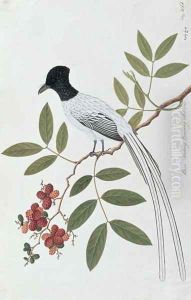Bua Redang Boorong cha-wie, from 'Drawings of Birds from Malacca', c.1805-18